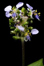 Image result for Aneilema leiocaule