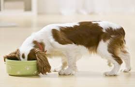 The Healthiest Dog Foods And Some You Should Avoid Slideshow
