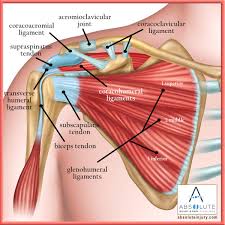 In addition to the muscular insertion, ligaments in both the cranial and the ventral regions reinforce the capsule. Shoulder Anatomy Explained Absolute Injury And Pain Physicians