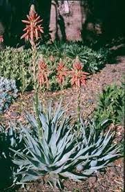 Maybe you would like to learn more about one of these? 46 Aloe Ideas Aloe Succulents Cacti And Succulents