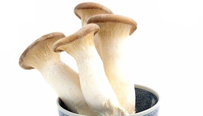 Image result for King Oyster Mushrooms