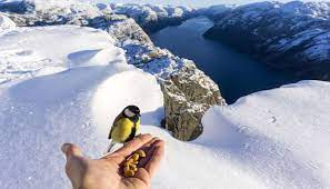 Things to do in stavanger, norway: Preikestolen Winter Spring Hike Premium Day Hike Fuhrungen In Jorpeland Strand Region Stavanger Ryfylke