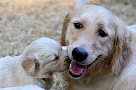 The parents have their ofa clearnaces for hips, elbows, heart, and eyes. Errigal Golden Retrievers Home Facebook