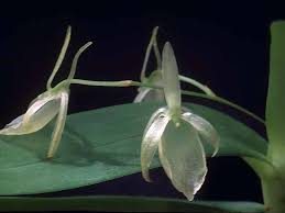 Image result for Rhipidoglossum