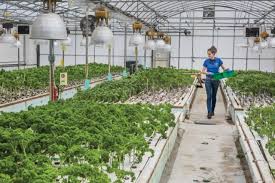 Aquaponic Farming Shows The Circle Of Life