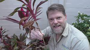 Full sun to part shade. How To Grow A Cordyline From Cuttings And Growing Tips Youtube