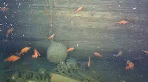 Quest Shipwreck Labrador Sea Images
