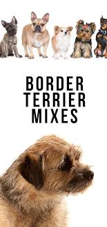 Huge collection, amazing choice, 100+ million high quality, affordable rf and rm images. Border Terrier Mixes Find Out The Most Popular Hybrids