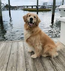 golden retriever photography golden retriever dog pictures golden retriever pictures golden retriever ph retriever puppy golden retriever cute dogs and puppies