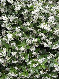 ✅ definizione ⇒ bianchi fiori profumatissimi su cruciverba.it ✅ tutte le soluzioni dei cruciverba per bianchi fiori profumatissimi chiare e classificabili. Falso Gelsomino Il Rampicante Facilissimo Passione In Verde