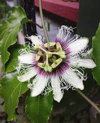 My First Passion Flower Bloomed Just Before Indoor Winter Sleepy Time Started From Cuttings Last Spring Upstate Ny Zone 6 Ga Passion Flower Bloom Flowers