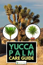 Easy to grow, most plants are drought tolerant, deer and rabbit resistant and virtually pest and disease free. Yucca Palm Care Guide Garden Tabs