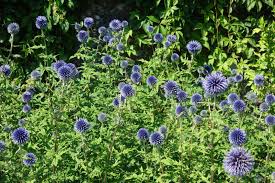 Thistle is the common name of a group of flowering plants characterised by leaves with sharp prickles on the margins, mostly in the family asteraceae. Growing Globe Thistle Flowers Information About Globe Thistle Echinops