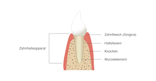 Parodontose Parodontitis Symptome Ursachen Behandlung Pflege De