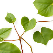 Image result for Tinospora tenera