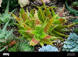 Image result for Landolphia congolensis