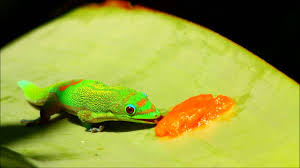 Your gold dust day gecko stock images are ready. Gold Dust Day Gecko Eating Papaya Youtube