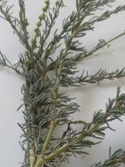 Image result for Lophiocarpus polystachyus