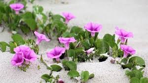 Check spelling or type a new query. Coastal Nature S Wild Pops Of Purple Amelia Island Living Emagazine