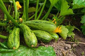 Check spelling or type a new query. Zucchini Benefits 8 Reasons To Eat This Nutrient Dense Food