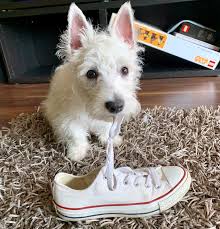 How to select a westie puppy? Why Should You Get A Westie