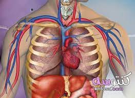 مصطلحات تشريح جسم الانسان Health Education Human Health Lessons