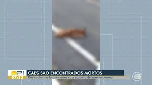 Dez cães são encontrados mortos: suspeita é de envenenamento