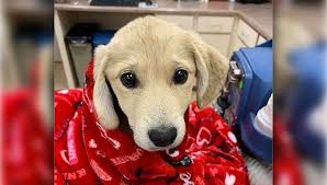 **all puppies are clear by parentage of all current hereditary diseases listed in the labrador breed profile testing by orivet. Yellow Lab Kaff News Flagstaff Prescott News