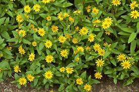 Creeping Zinnia Dog Garden Plants Garden Design