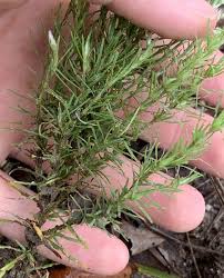 Image result for Polycarpaea corymbosa