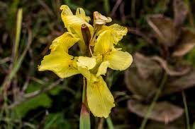 Image result for Moraea spathulata