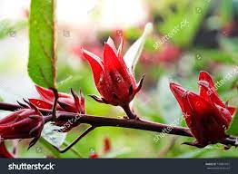 fresh roselle red on the tree medicinal plants have medicinal properties ad ad red tree fresh roselle roselle medicinal plants textured background
