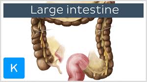 The intestine is a muscular tube which extends from the lower end of your stomach to your anus, the lower opening of the digestive tract. Large Intestine Anatomy Blood Supply And Innervation Kenhub