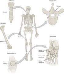 A hand drawn sketch by dr. Unit 12 The Skeletal System Douglas College Human Anatomy Physiology I 2nd Ed