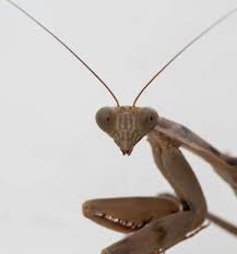 Po box 429 ridley park, pa 19078. Prodigy Pest Solutions Pestprodigy Twitter
