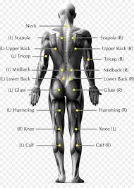 Sobotta atlas of human anatomy, vol. Human Back Anatomy Koibana Info Lower Back Muscles Anatomy Human Back Human Body Muscles