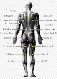 Understanding the anatomy of your lower spine can help you communicate more effectively with the medical professionals who treat your lower back pain. Human Back Anatomy Koibana Info Lower Back Muscles Anatomy Human Body Muscles Human Back
