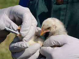 Bird flu is spread through contact with both wild birds and domestic poultry, such as chickens, turkey, and ducks, per the mayo clinic. Bird Flu Outbreak In Chhattisgarh Over 15 000 Birds Culled The Economic Times