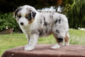This site was created for the love of this wonderful breed and is dedicated to all the talented breeders and cherished friends who share the passion for progression of these quality pedigrees. Australian Shepherd Puppies For Sale Sisters Or 276538