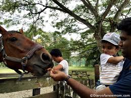 Wii sports resort nintendo wii games. Feeding The Horse At Animal Resort Singapore Diary Of A New Momdiary Of A New Mom