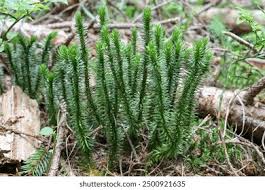 Image result for Lycopodiaceae