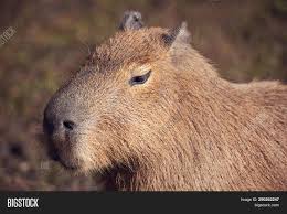Animals are selected for their meat production, coat quality, and general disposition. Close Photo Capybara Image Photo Free Trial Bigstock