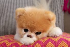 This adorable friendship is one of the cutest pictures ever. Boo The World S Cutest Dog Dies Teen Vogue