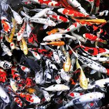 Penggemar ikan koi pastinya ingin memberikan yang terbaik untuk ikan peliharaan agar dapat tumbuh sehat dan berkembang dengan baik. Ikan Koi Kelantan Home Facebook