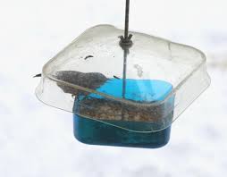 Julie Zickefoose on Blogspot: Three Practical Winter Bird Feeding ...