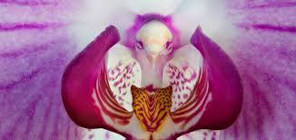 Astounding Plants that Look Like Animals