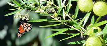 Check spelling or type a new query. Growing Swan Plants Palmers Garden Centre