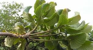 Image result for Uapaca robynsii