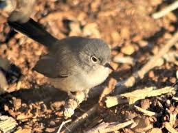 Image result for Gnidia virescens