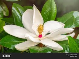 Plant database entry for saucer magnolia (magnolia x soulangeana) with 62 images, 2 comments, and 20 data details. White Big Magnolia Image Photo Free Trial Bigstock